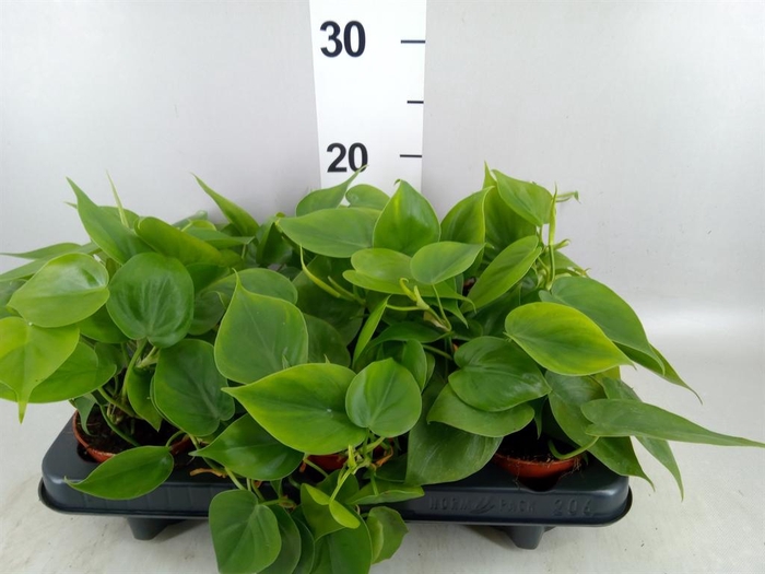 <h4>Philodendron scand.</h4>
