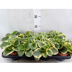 Peperomia obt. 'Variegata'