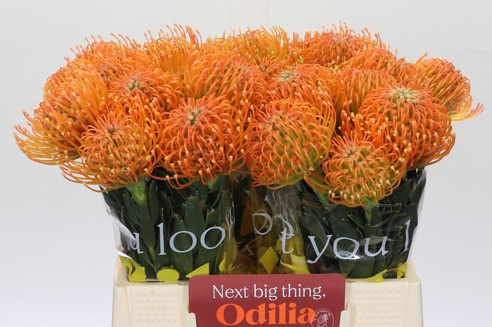 <h4>Nutans Ayoba Peach</h4>