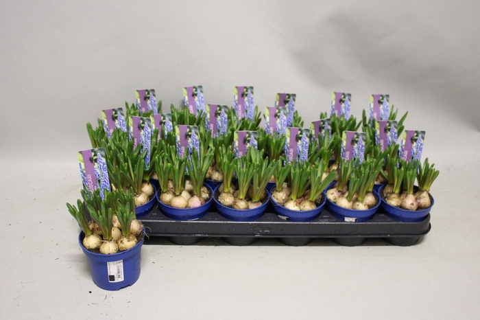 <h4>MUSCAR MARLEEN</h4>