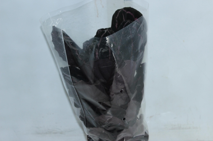 <h4>CALATHEA ROSEA PICTA DOTTIE P17</h4>