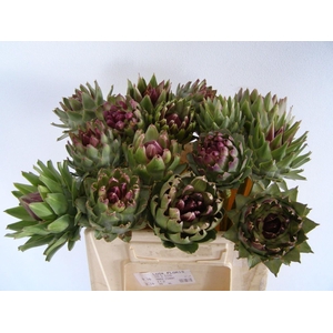 Cynara Scolymus