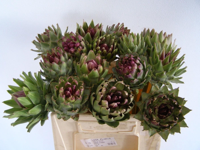 <h4>Cynara Scolymus</h4>