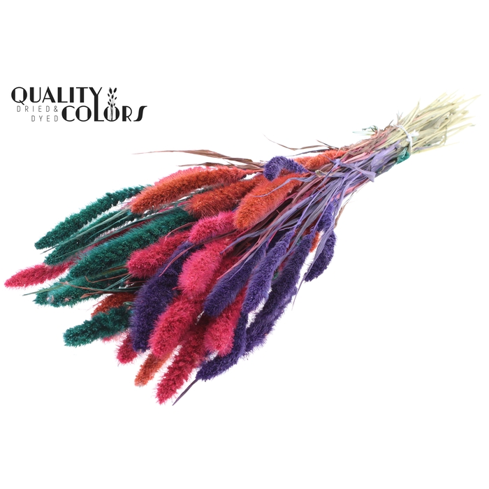 <h4>Setaria per bunch Colourful 4</h4>