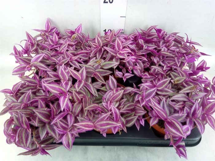 <h4>Tradescantia zebr. 'Pink Paradise'</h4>