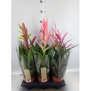 Tillandsia  ...mix