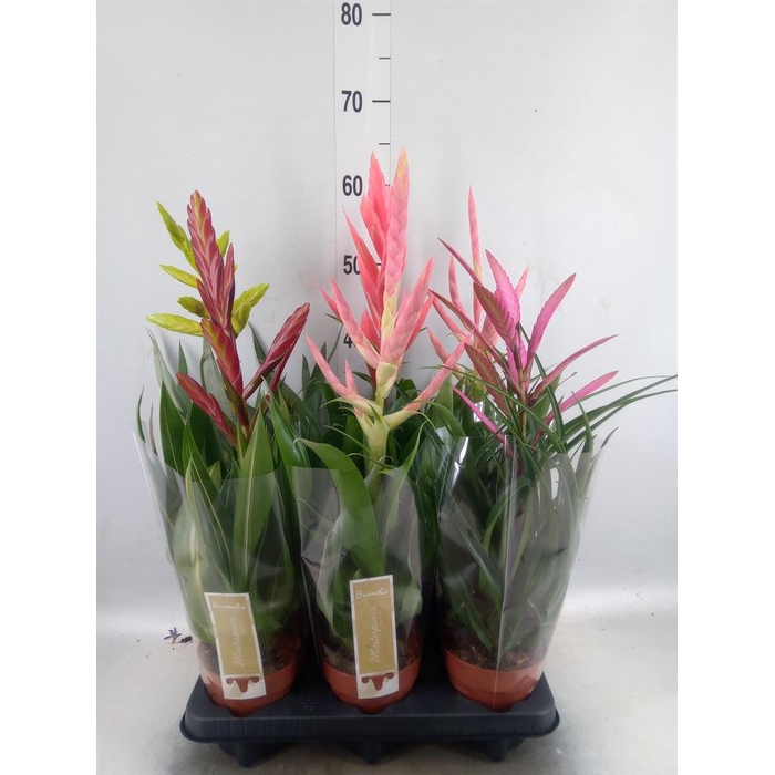 <h4>Tillandsia  ...mix</h4>
