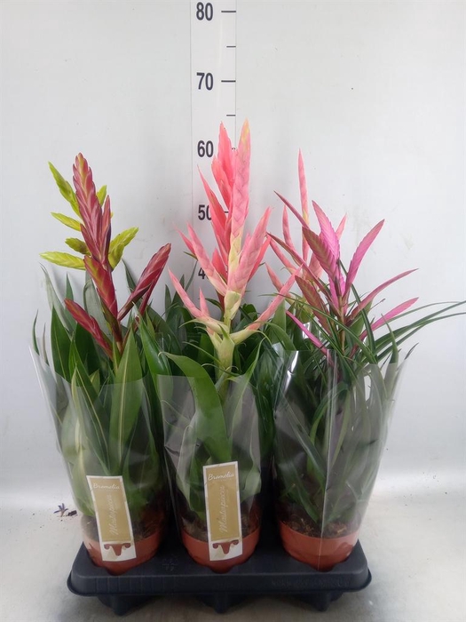<h4>Tillandsia  ...mix</h4>