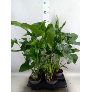 Philodendron  'Fun Bun'