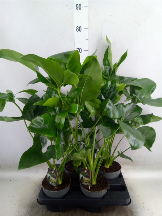 <h4>Philodendron  'Fun Bun'</h4>