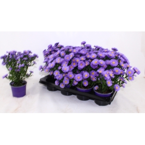 ASTER D AL PURPLE RO