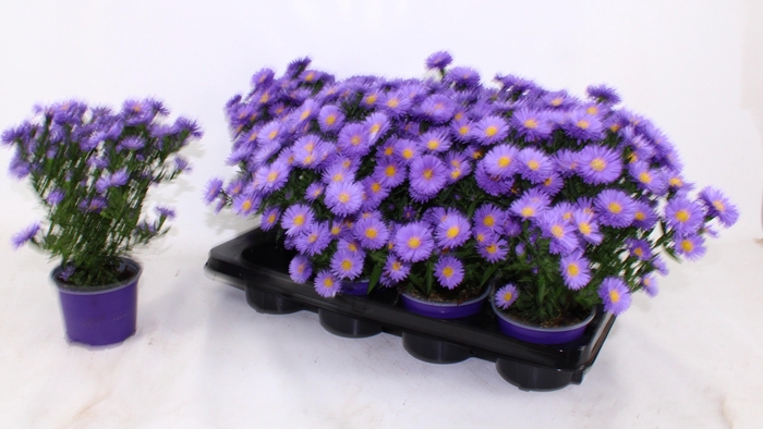 <h4>ASTER D AL PURPLE RO</h4>