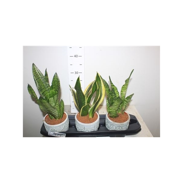 <h4>Arr Sansevieria</h4>