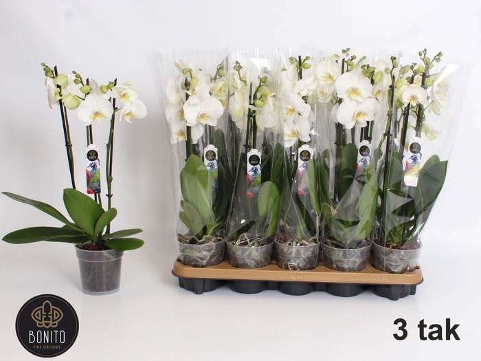 <h4>PHAL WHITE NOTTINGHAM 3 TAK</h4>