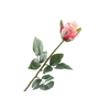 Rosa Bud Beauty