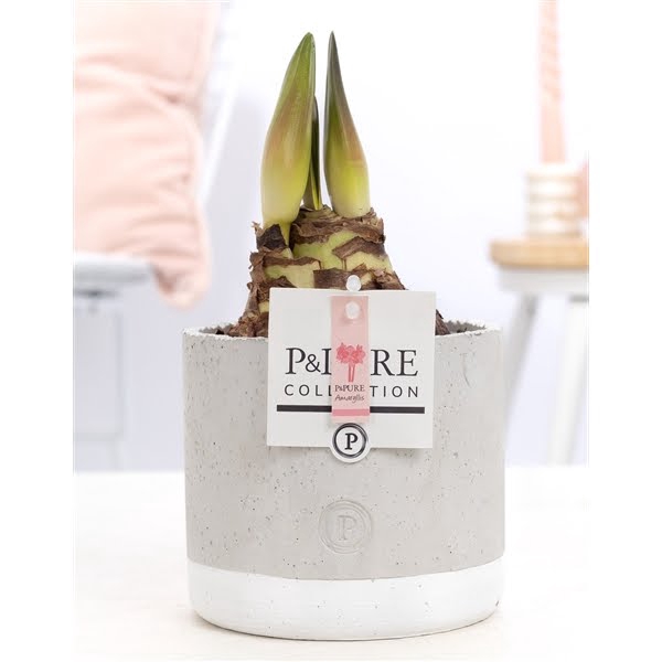 <h4>Hippeastrum pink in P&PURE Jade ceramics</h4>