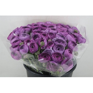 Ran Cloni Ex Nonno Antonio Parmela