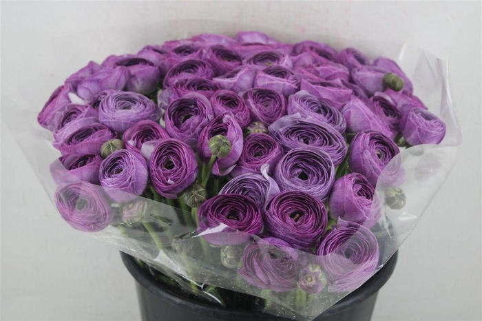 <h4>Ran Cloni Ex Nonno Antonio Parmela</h4>