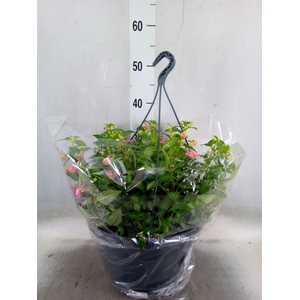 Fuchsia  'La Campanella'