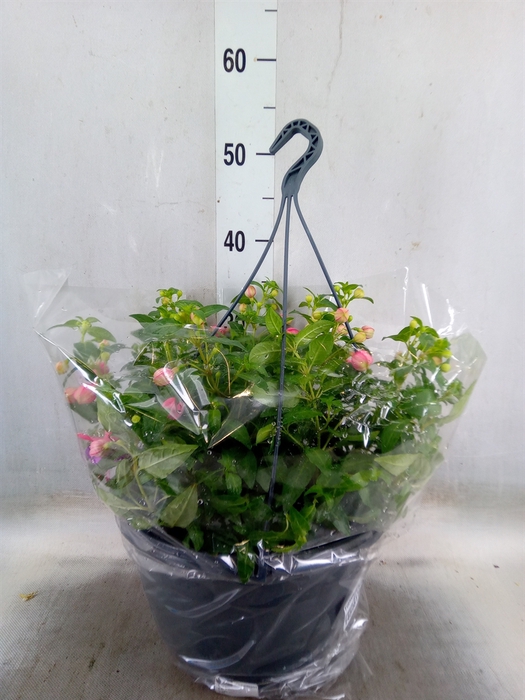 <h4>Fuchsia  'La Campanella'</h4>