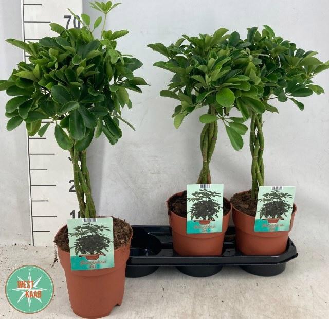 <h4>SCHEF AR COMPACTA</h4>