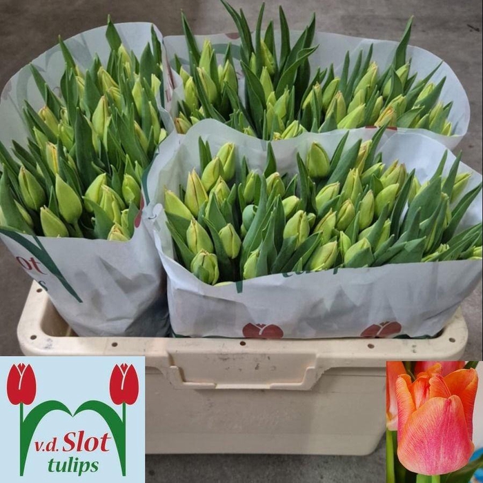 <h4>TU EN PASSIO SWEET</h4>