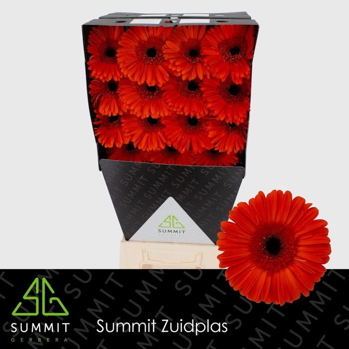 <h4>Gerbera Capella Diamond per kaart</h4>