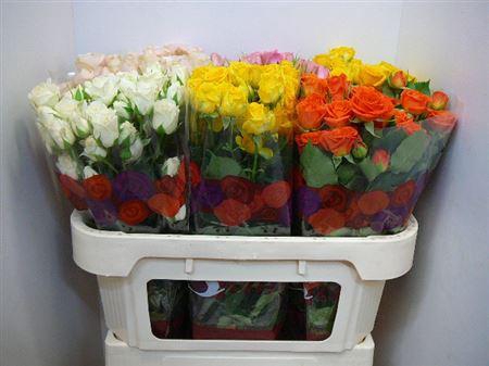 <h4>R Tr Gem In Fust</h4>