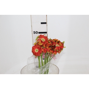 GERBERA PASTINI RIVELLO < 050 CM < 10 CM DIAM
