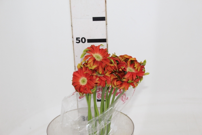 <h4>GERBERA PASTINI RIVELLO < 050 CM < 10 CM DIAM</h4>