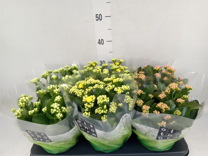 <h4>Kalanchoe blos.   ..rosebud mix  3</h4>