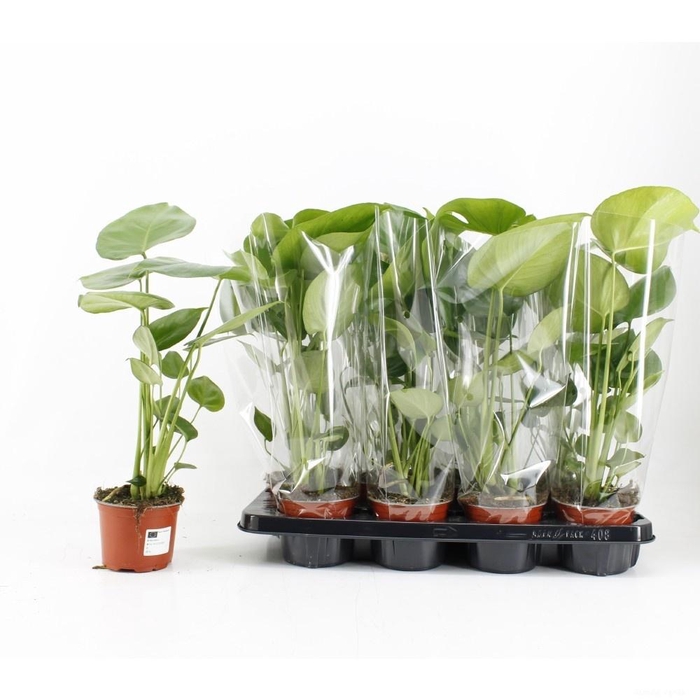 <h4>MONSTERA DELICIOSA</h4>