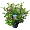 Viburnum tinus 'Lisa Rose' C5