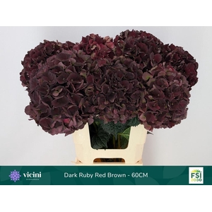HYDR M MAG D RUBY CL