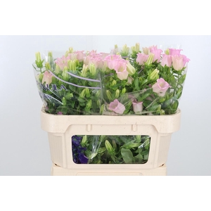 Campanula Cham Pink
