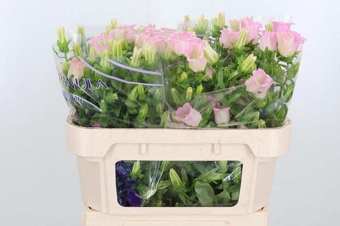 <h4>Campanula Cham Pink</h4>