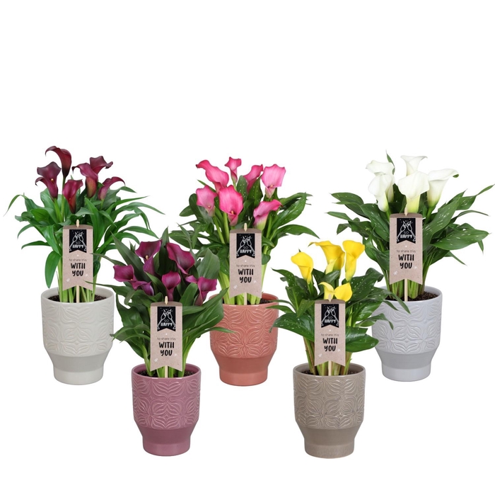 <h4>Zantedeschia gemengd Calla mix in Lugano keramiek</h4>