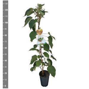 Actinidia deliciosa 'Hayward' (kiwi aanstok C4 vrouwelijk)