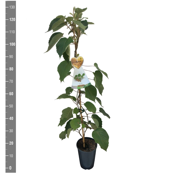 <h4>Actinidia deliciosa 'Hayward' (kiwi aanstok C4 vrouwelijk)</h4>