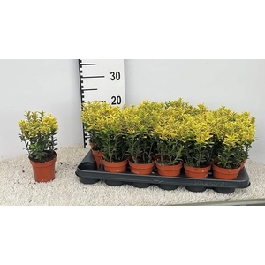 EUONYMUS OV