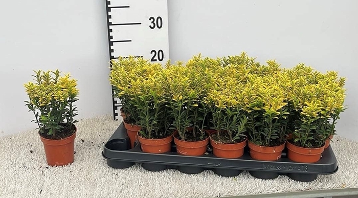 <h4>EUONYMUS OV</h4>
