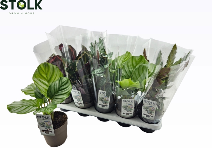 <h4>CALAT GEM 5 SRT</h4>