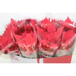 POINSETTIA P14 VERMELHO