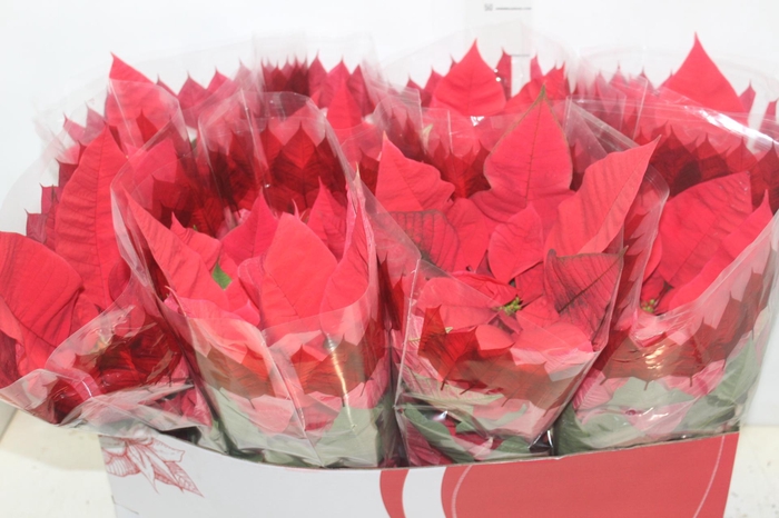 <h4>POINSETTIA P14 VERMELHO</h4>