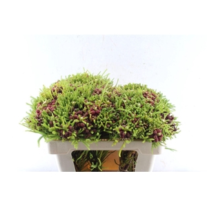 Kaaps Berz Strawberry