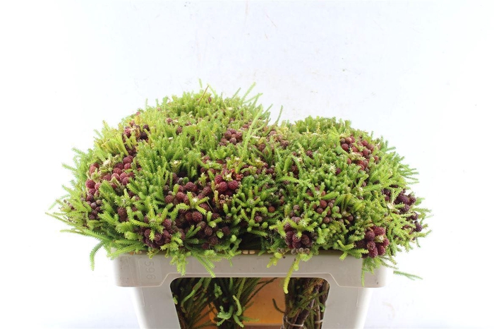 <h4>Kaaps Berz Strawberry</h4>