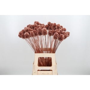 Allium Sphaero Kl Bh Koper