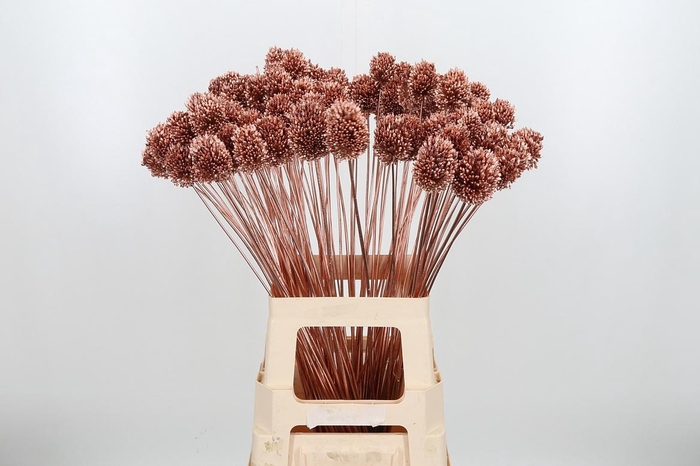 <h4>Allium Sphaero Kl Bh Koper</h4>