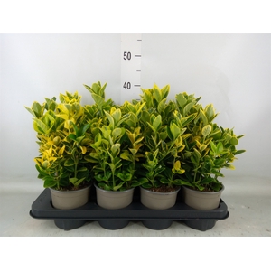 Euonymus japon. 'Aureomarginatus'