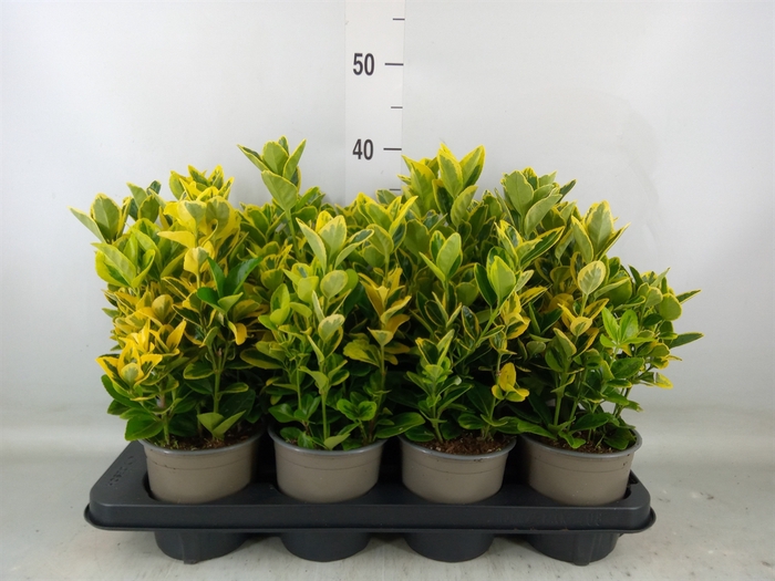 <h4>Euonymus japon. 'Aureomarginatus'</h4>